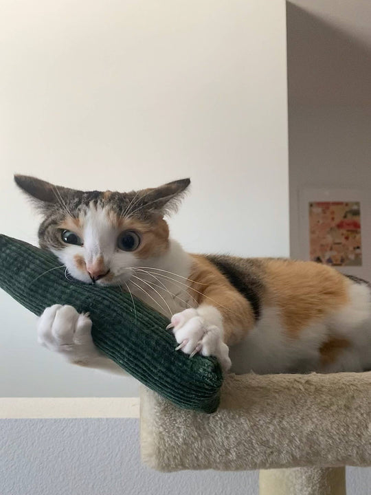 Catnip Cat Kicker Toy – Handmade in USA Fabric Fun Tube or Taco