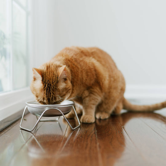 Stainless Steel Cat Bowls with Optional Stand – Made in USA