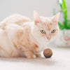 Kitty Batta-Balls Cat Toy – Made in USA Interactive Cat Toy