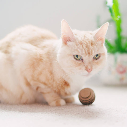 Kitty Batta-Balls Cat Toy – Made in USA Interactive Cat Toy